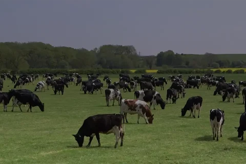 clawson-farms